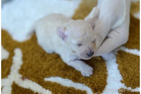 成約済の埼玉県のティーカッププードル-141067の24枚目